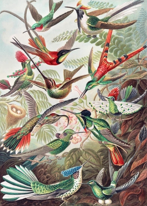 Ernst Haeckel — ACEO artist profile picture