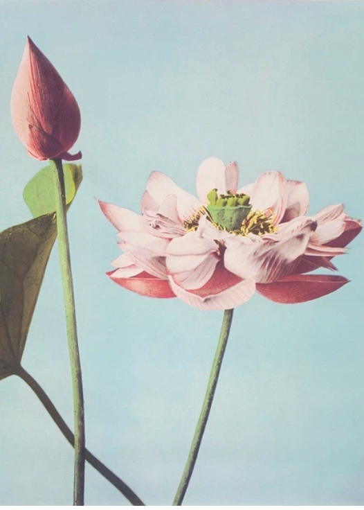 Ogawa Kazumasa — ACEO artist profile picture